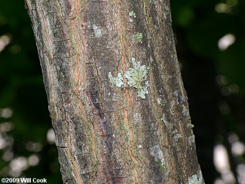 Common Silverbell (Halesia tetraptera bark)