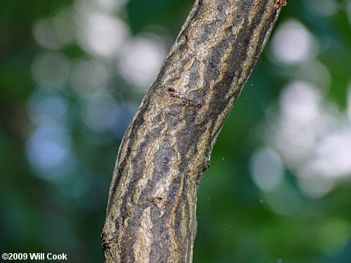 Common Silverbell (Halesia tetraptera) bark