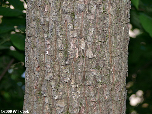 Common Silverbell (Halesia tetraptera) bark