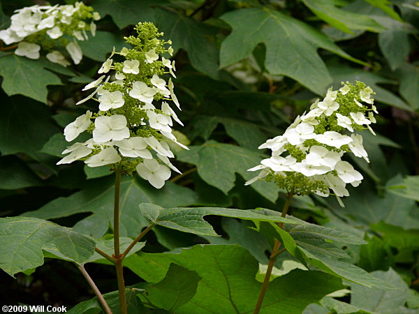 Oakleaf Hydrangea (Hydrangea quercifolia)