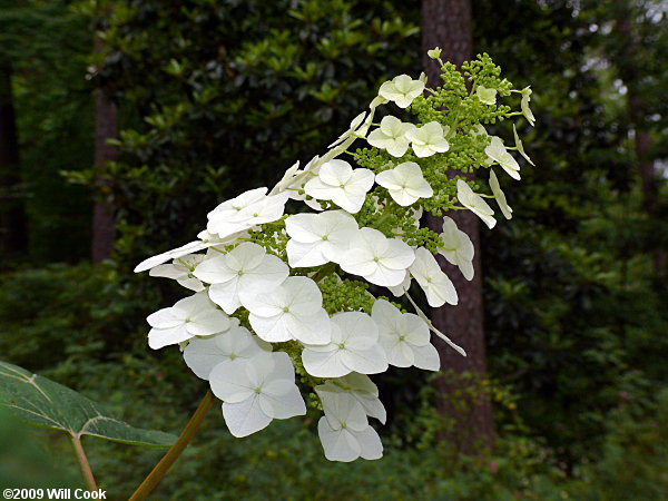 Oakleaf Hydrangea (Hydrangea quercifolia)