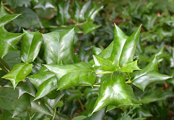 Chinese Holly (Ilex cornuta)