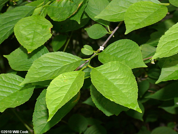 Mountain Holly (Ilex montana)