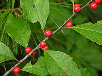 Winterberry (Ilex verticillata) fruits
