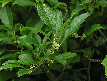 Winterberry (Ilex verticillata) pistillate flowers