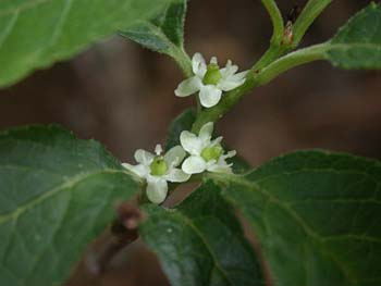 Winterberry (Ilex verticillata) pistillate flowers