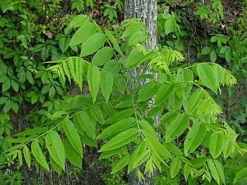 Butternut (Juglans cinerea) leaves