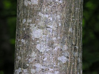 Butternut (Juglans cinerea) young bark