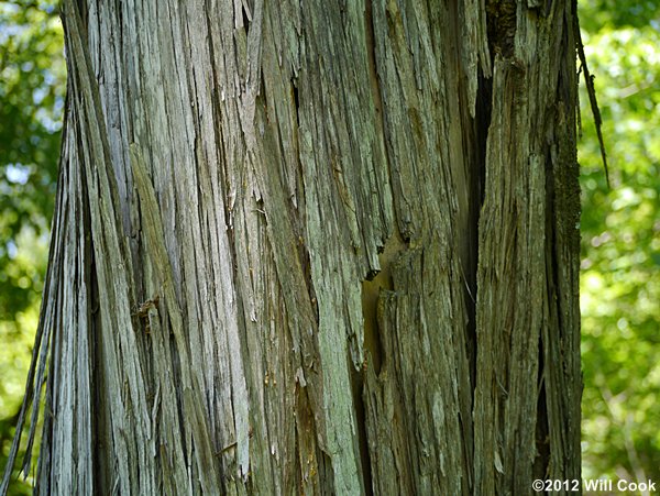 Eastern Redcedar (Juniperus virginiana) bark