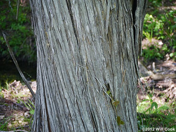 Eastern Redcedar (Juniperus virginiana) bark