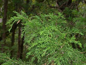 Eastern Redcedar (Juniperus virginiana)