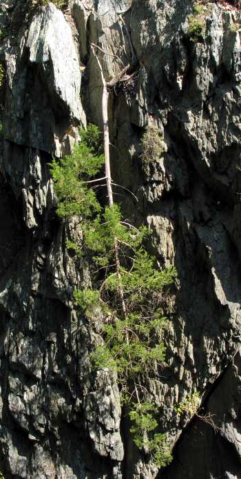Eastern Redcedar (Juniperus virginiana)