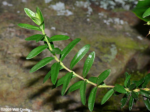 Sand-myrtle (Leiophyllum buxifolium)