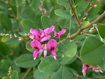 Shrubby Lespedeza (Lespedeza bicolor)