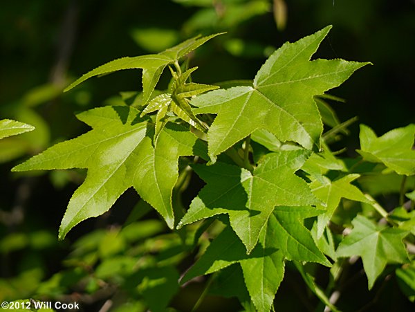 Sweetgum (Liquidambar styraciflua) leaves