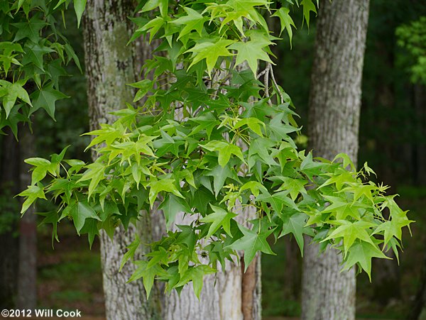 Sweetgum (Liquidambar styraciflua) leaves