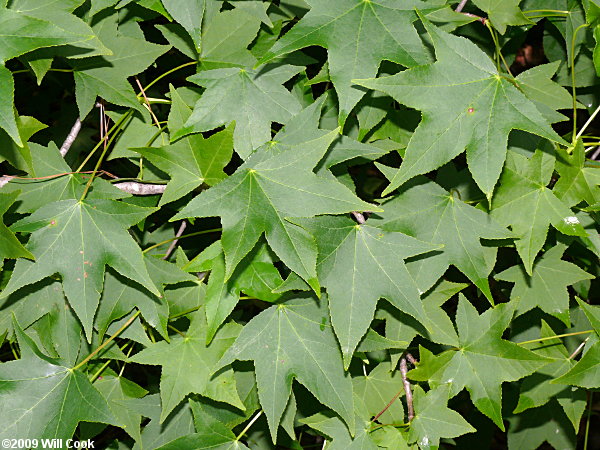 Sweetgum (Liquidambar styraciflua) leaves