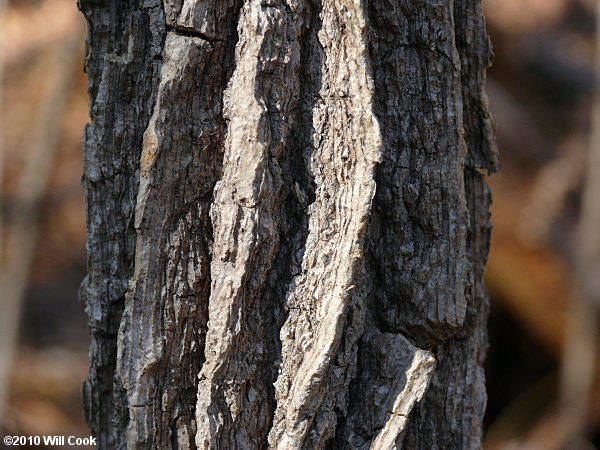 Sweetgum (Liquidambar styraciflua) bark