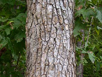 Sweetgum (Liquidambar styraciflua) bark