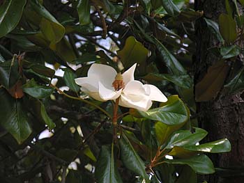 Southern Magnolia (Magnolia grandiflora) flower