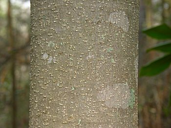 Southern Magnolia (Magnolia grandiflora) bark
