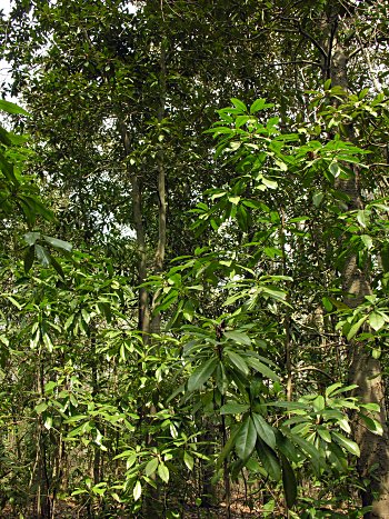 Southern Magnolia (Magnolia grandiflora) forest