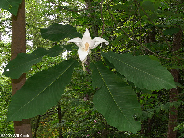 Bigleaf Magnolia (Magnolia macrophylla) flower