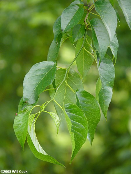 Osage-Orange (Maclura pomifera)