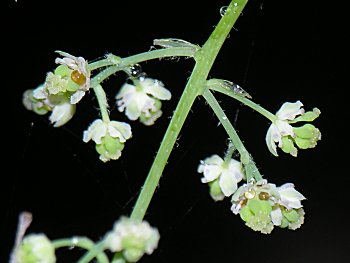 Moonseed (Menispermum canadense) flowers