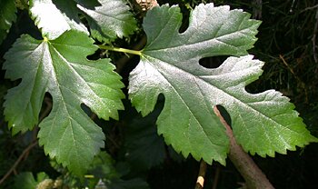 White Mulberry (Morus alba) leaves