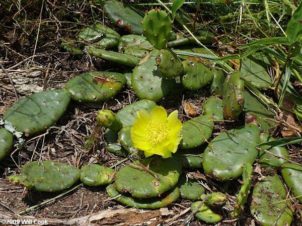Eastern Prickly-pear (Opuntia humifusa) flower