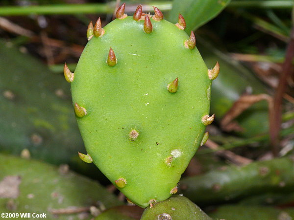 Eastern Prickly-pear (Opuntia humifusa) pad