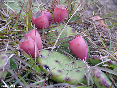 Eastern Prickly-pear (Opuntia humifusa)