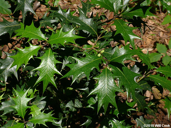 Holly Osmanthus (Osmanthus heterophyllus)