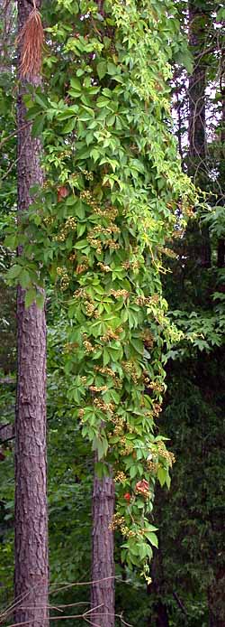 Virginia Creeper (Parthenocissus quinquefolia)