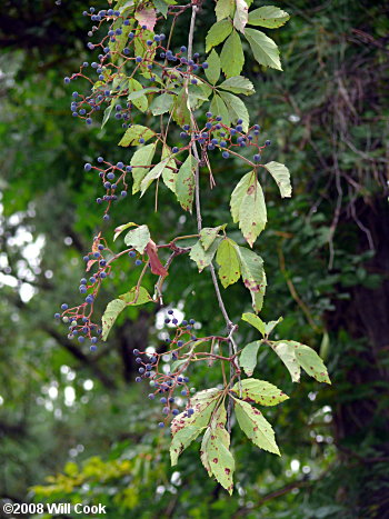 Parthenocissus quinquefolia- Virginia Creeper