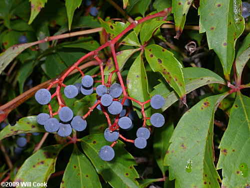 Parthenocissus quinquefolia