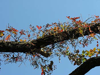 Virginia Creeper (Parthenocissus quinquefolia) – Orleans Conservation Trust