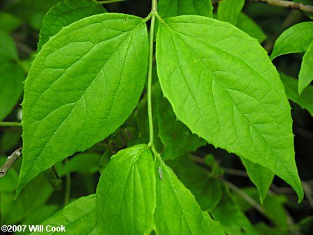 Scentless Mock-Orange (Philadelphus inodorus) leaf