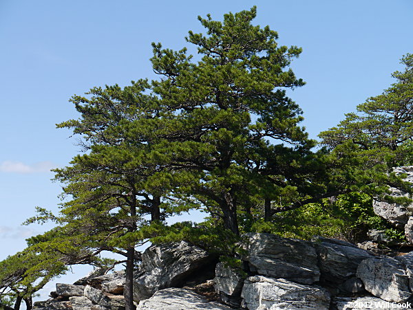 Table Mountain Pine (Pinus pungens)