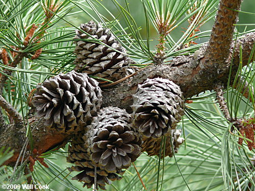 Pitch Pine (Pinus rigida)