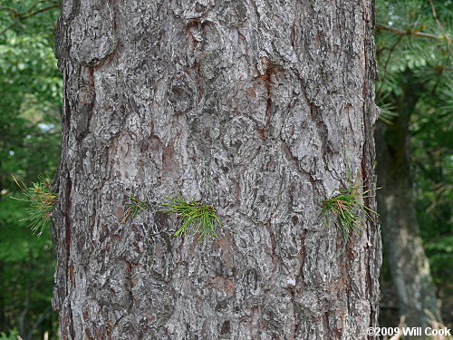 Pitch Pine (Pinus rigida)