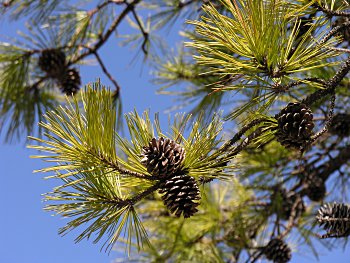 Pitch Pine (Pinus rigida)