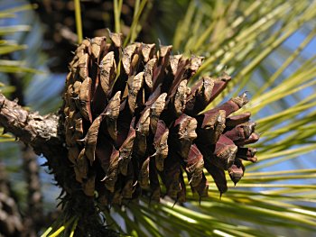 Pitch Pine (Pinus rigida)