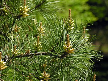 Pitch Pine (Pinus rigida)