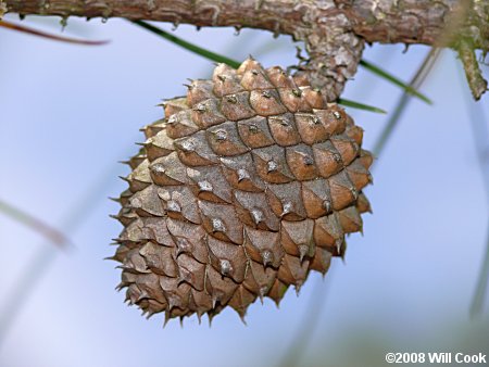 Pond Pine (Pinus serotina)