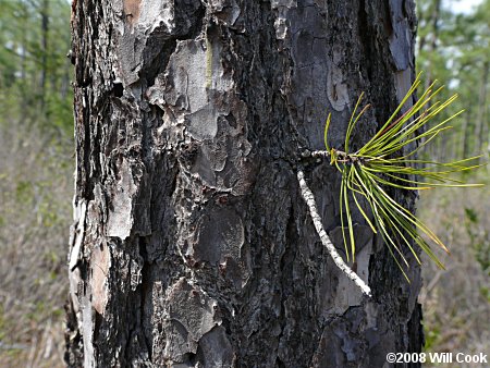 Pond Pine (Pinus serotina)