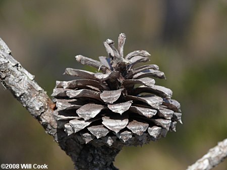 Pond Pine (Pinus serotina)