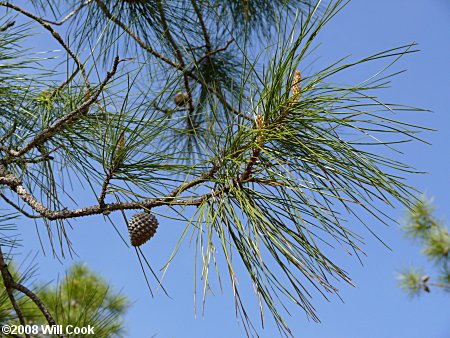 Pond Pine (Pinus serotina)