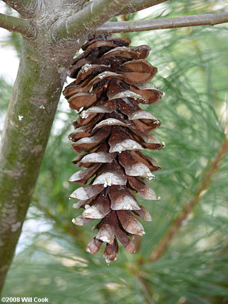 Eastern White Pine (Pinus strobus)